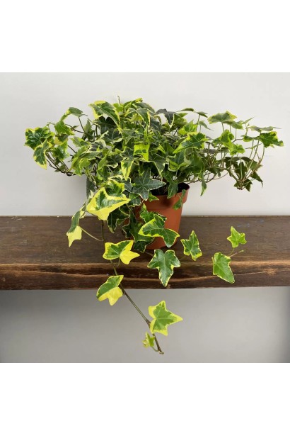 Плющ Золота дитина